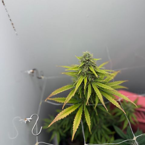Gummibears growlog timeline photo