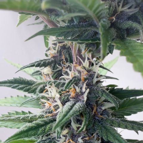 Banana Purple Punch Auto growlog timeline photo
