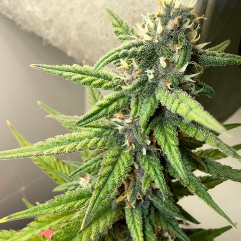 Banana Purple Punch Auto growlog timeline photo