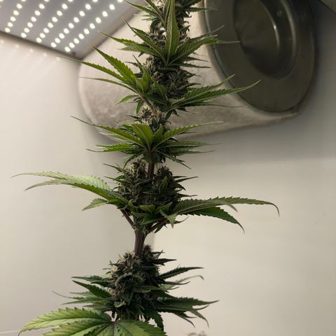 Banana Purple Punch Auto growlog timeline photo