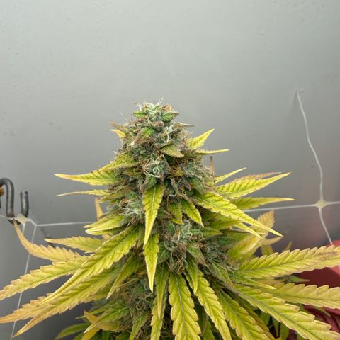 Gummibears growlog timeline photo