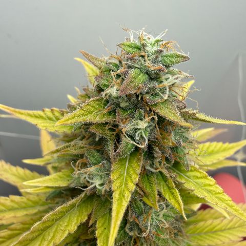 Gummibears growlog timeline photo