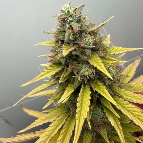 Gummibears growlog timeline photo