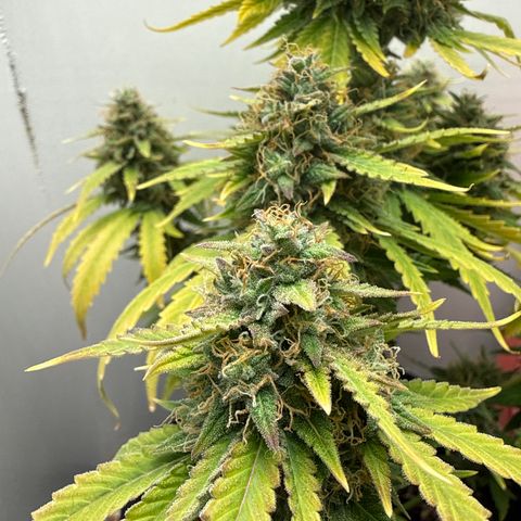 Gummibears growlog timeline photo