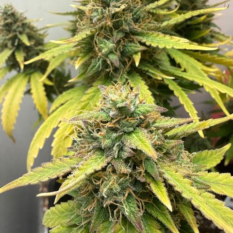 Gummibears growlog timeline photo