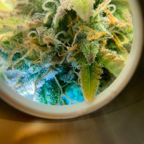 Gummibears growlog timeline photo