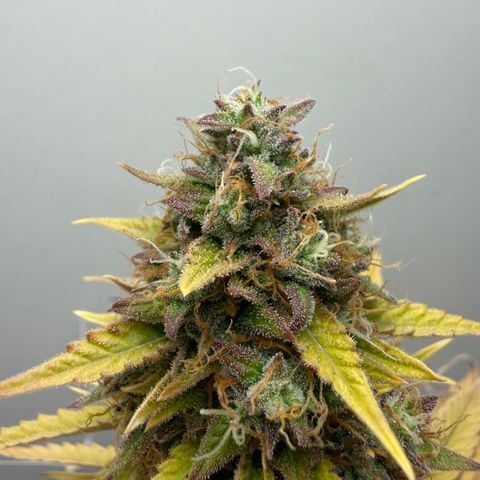 Gummibears growlog timeline photo