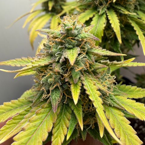 Gummibears growlog timeline photo