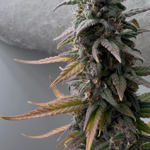 Banana Purple Punch Auto growlog timeline photo