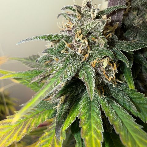 Banana Purple Punch Auto growlog timeline photo