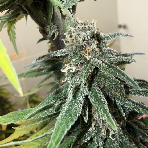 Banana Purple Punch Auto growlog timeline photo