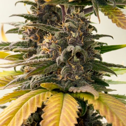Banana Purple Punch Auto growlog timeline photo