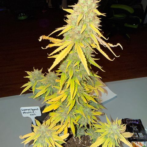 Gummibears growlog timeline photo