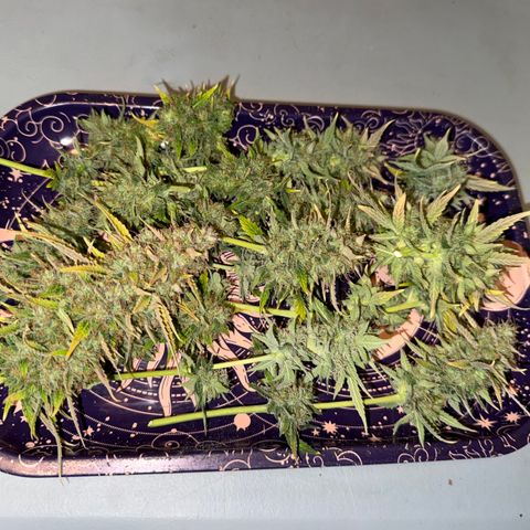 Gummibears growlog timeline photo