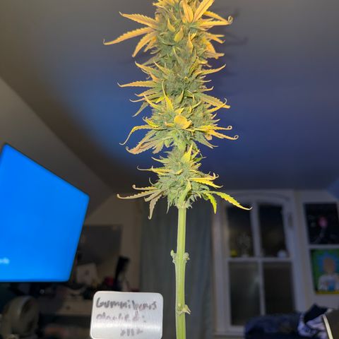 Gummibears growlog timeline photo