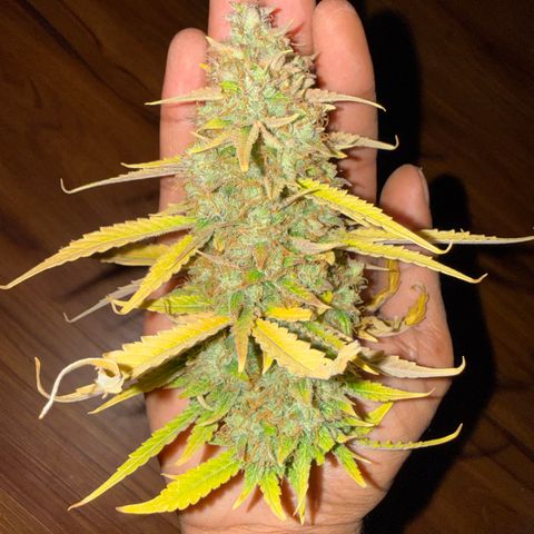 Gummibears growlog timeline photo