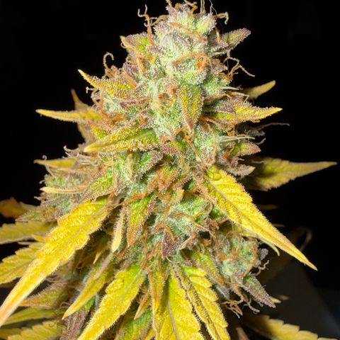 Gummibears growlog timeline photo