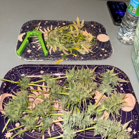 Gummibears growlog timeline photo