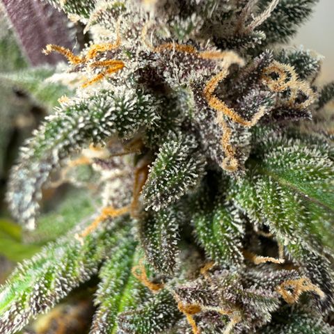 Banana Purple Punch Auto growlog timeline photo