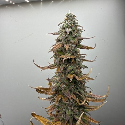 Banana Purple Punch Auto growlog timeline photo