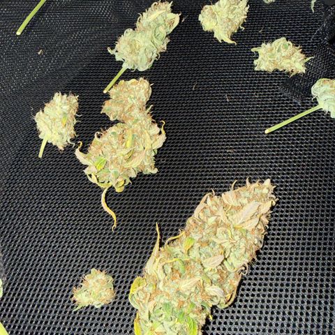 Gummibears growlog timeline photo