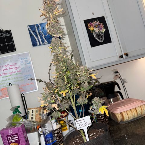 Banana Purple Punch Auto growlog timeline photo