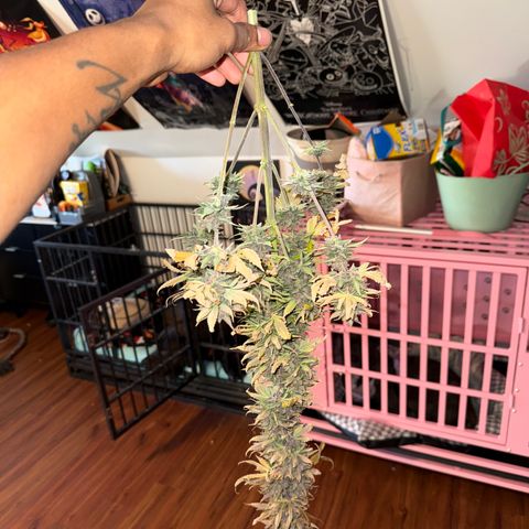 Banana Purple Punch Auto growlog timeline photo