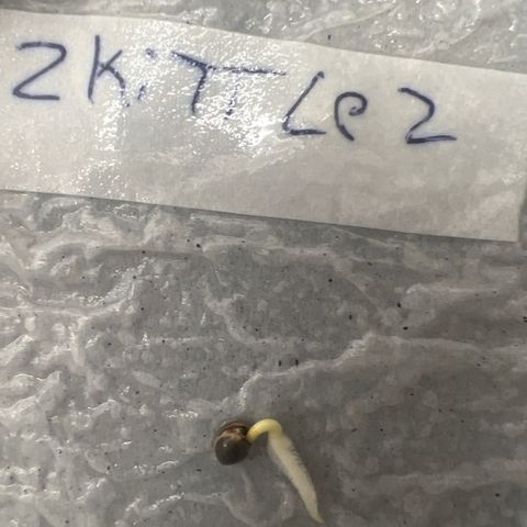 Padrino seeds Zkittlez auto  growlog photo: 5 días después tenemos la colita de un centímetro 
Tardaron en abrir pero ya van por buen camino 