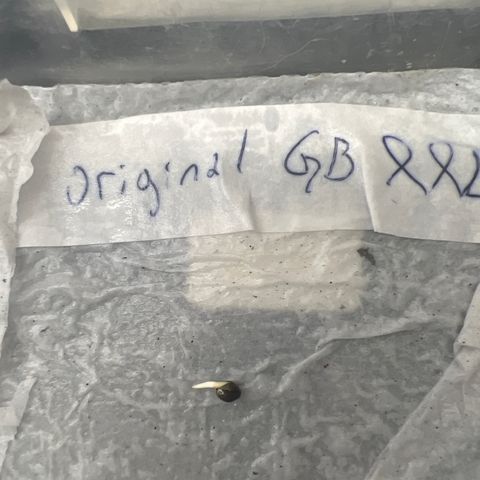 The Green Brand auto Original GB XXL  growlog photo: 5 días le está costando crecer la colita 3 mm tiene 
Hay q seguir esperando para hacer el transplante 