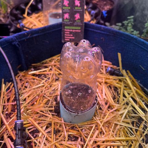 Padrino seeds Zkittlez auto  growlog photo: Se asoman las hojas 