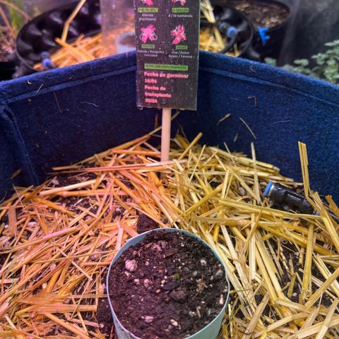 Padrino seeds Zkittlez auto  growlog photo: Se asoman las hojas 