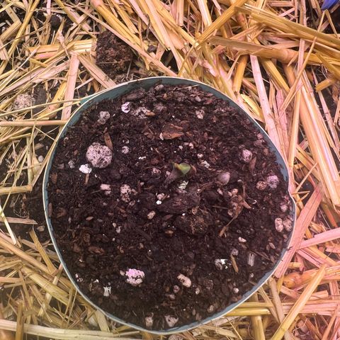 Padrino seeds Zkittlez auto  growlog photo: Tiene un pequeño detalle de crecimiento 
Pero ya largo sus primer par de brotes 