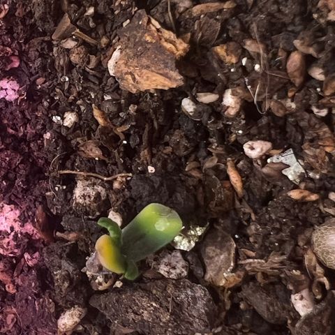 Padrino seeds Zkittlez auto  growlog photo: Tiene un pequeño detalle de crecimiento 
Pero ya largo sus primer par de brotes 