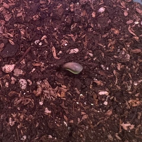 Geaseeds Autocritical  growlog photo: Se adapta bien al transplate de la ve fuerte y con ganas de crecer 