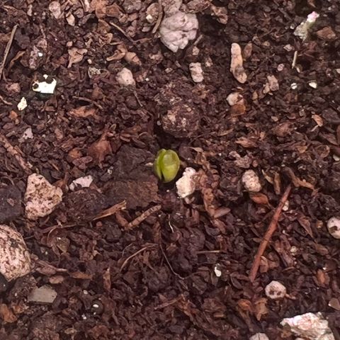 Padrino seed Big devil xl growlog photo: Ya se la nota verde pero todavía no se asoma 
Esperaremos a mañana 
