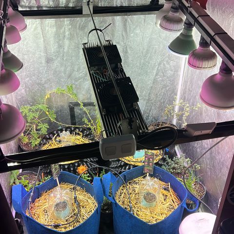 Geaseeds Autocritical  growlog timeline photo