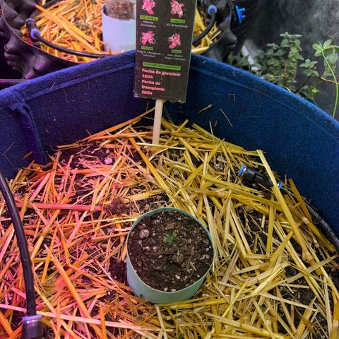 Padrino seeds Zkittlez auto  growlog timeline photo
