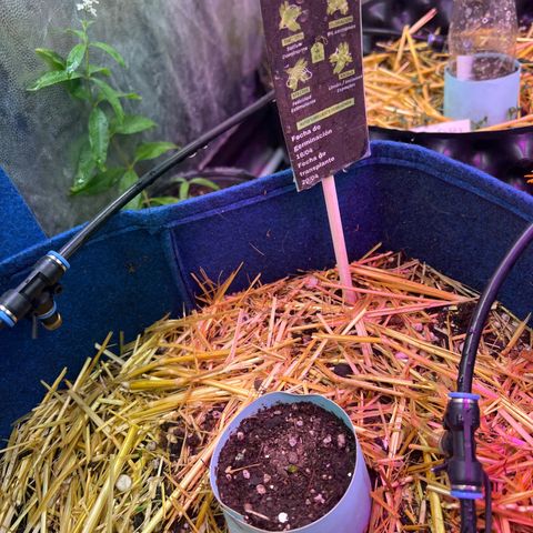 Padrino seed Big devil xl growlog photo: Apenas están asomando sus brotes 