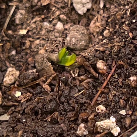 Padrino seed Big devil xl growlog photo: Apenas están asomando sus brotes 