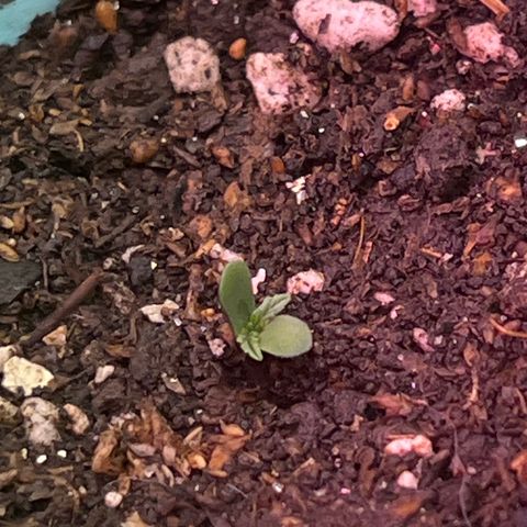 Geaseeds Autocritical  growlog timeline photo