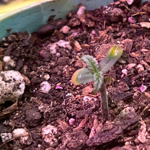 Padrino seeds Zkittlez auto  growlog timeline photo