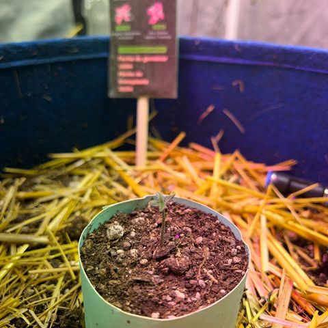 Padrino seeds Zkittlez auto  growlog timeline photo