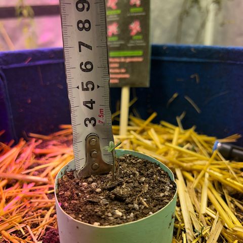 Padrino seeds Zkittlez auto  growlog timeline photo