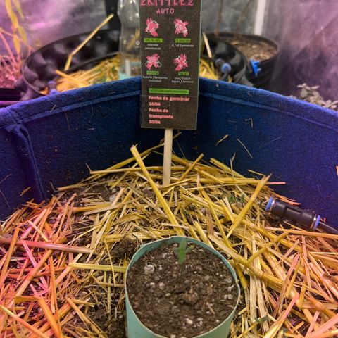 Padrino seeds Zkittlez auto  growlog timeline photo