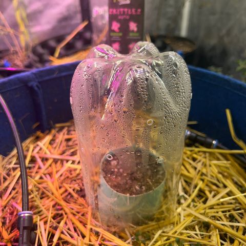 Padrino seeds Zkittlez auto  growlog timeline photo