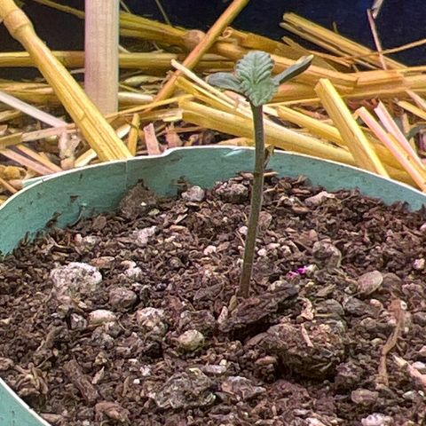 Padrino seeds Zkittlez auto  growlog timeline photo