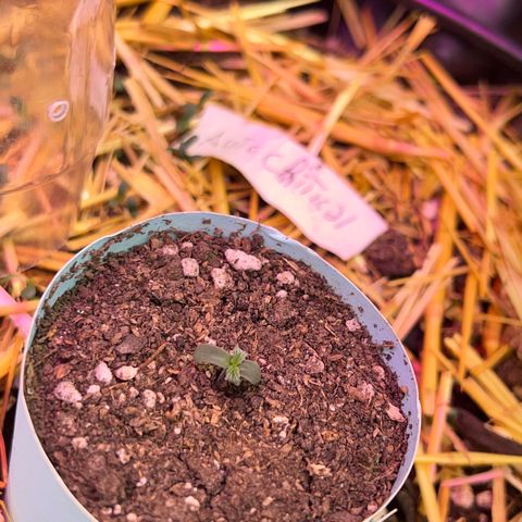 Geaseeds Autocritical  growlog timeline photo