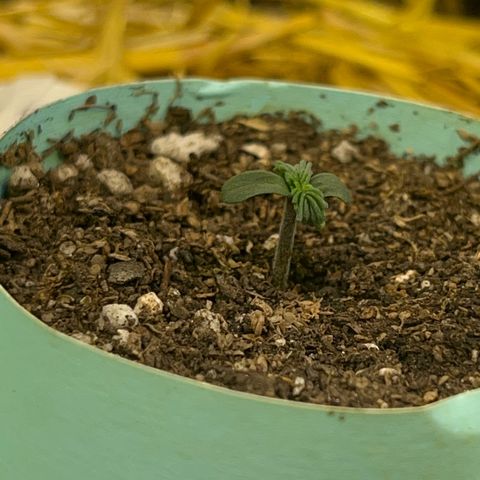 Geaseeds Autocritical  growlog timeline photo
