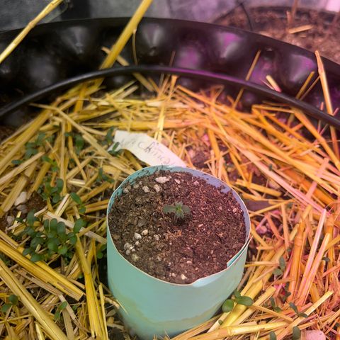 Geaseeds Autocritical  growlog timeline photo