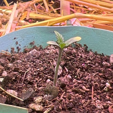 Padrino seed Big devil xl growlog timeline photo